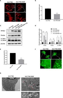 Metformin-induced AMPK activation promotes cisplatin resistance through PINK1/Parkin dependent mitophagy in gastric cancer